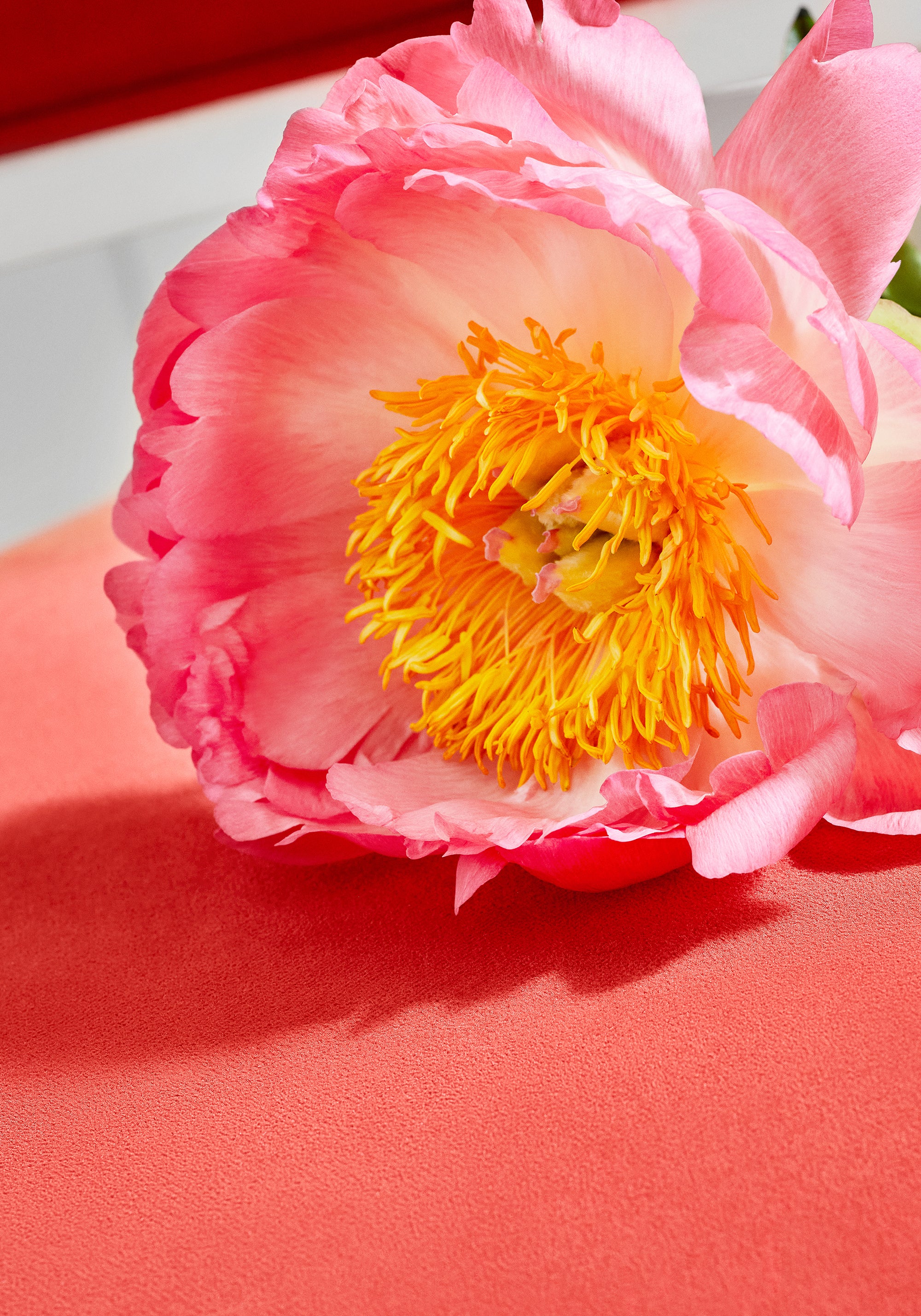 Detailed Club Velvet sustainable woven fabric in coral color, pattern number W7204 of the Thibaut Club Velvet collection