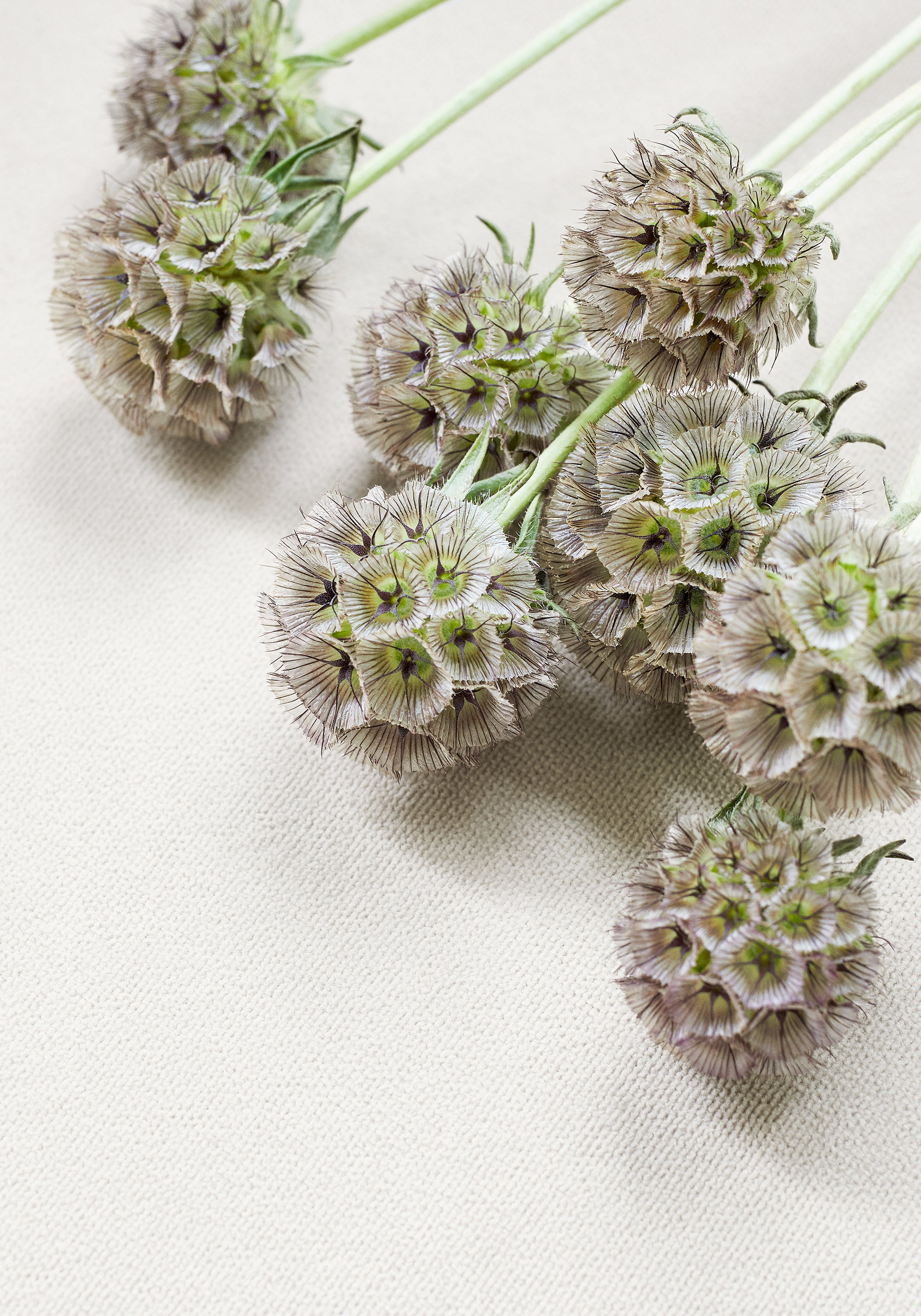 Detailed Club Velvet sustainable woven fabric in parchment color, pattern number W7232 of the Thibaut Club Velvet collection