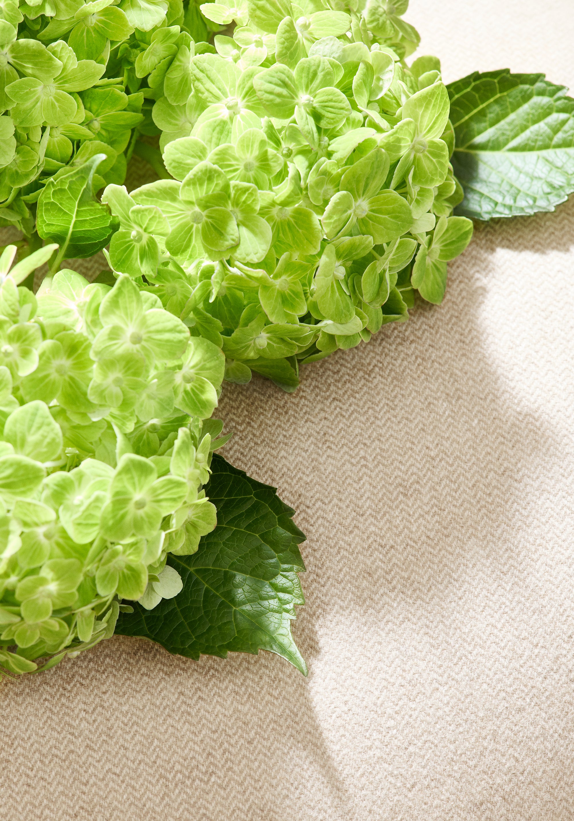 Flowers laying on Dorset woven stain resistant fabric in almond color - pattern number W80920 - by Thibaut fabrics