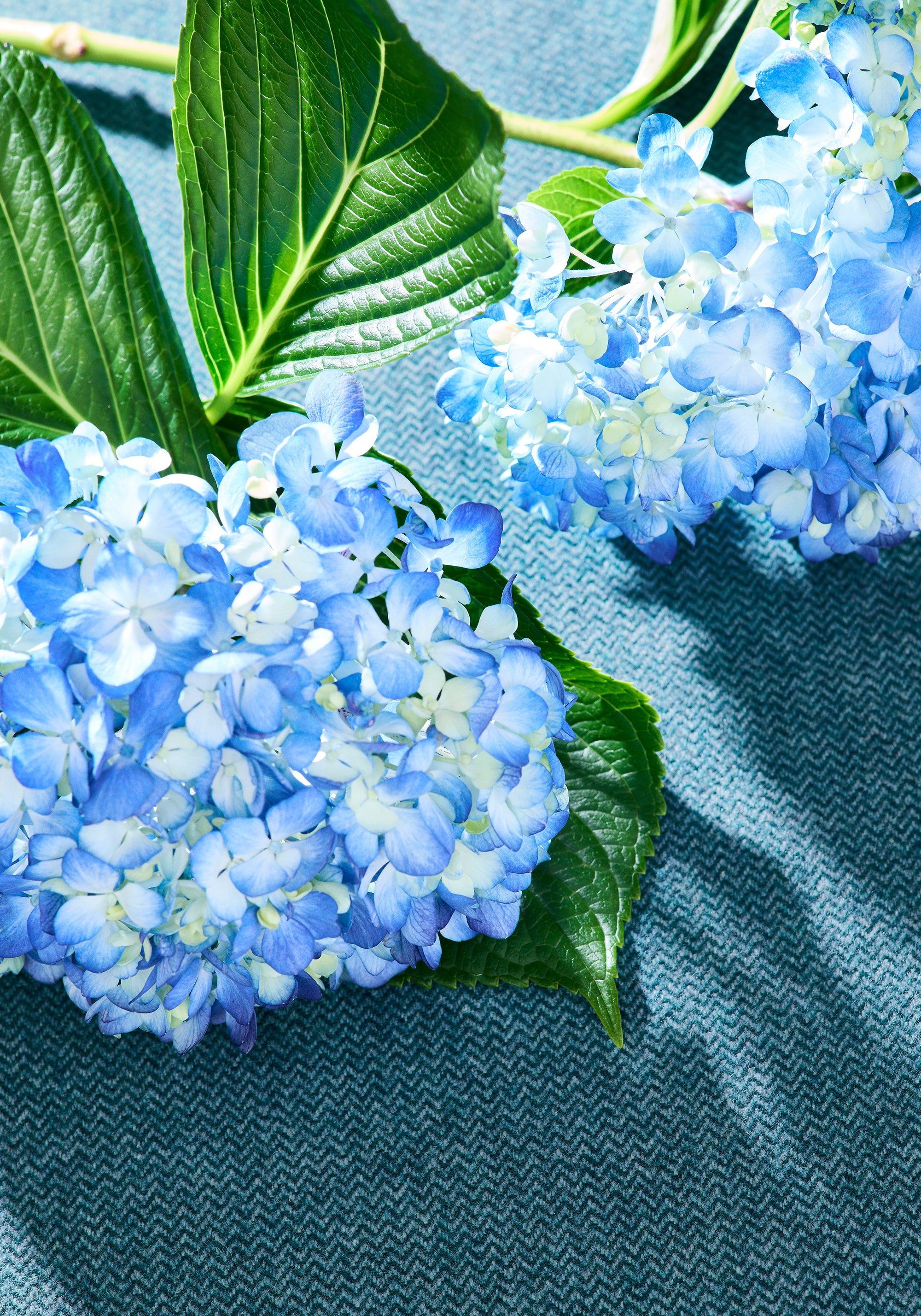 Flowers laying on stain resistant Dorset woven fabric in Lagoon color - pattern number W80912 - by Thibaut fabrics