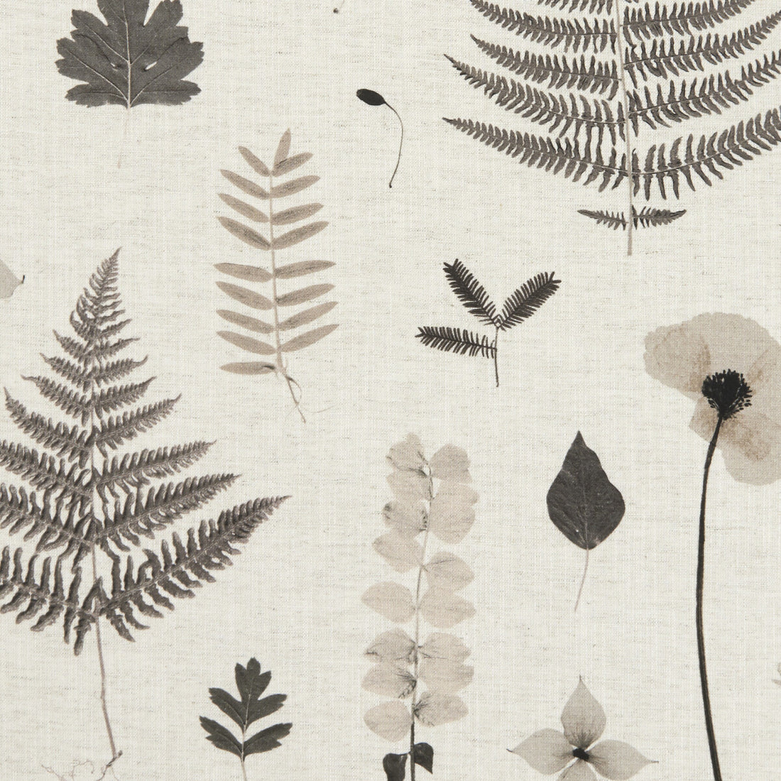 Herbarium fabric in charcoal/natural color - pattern F1089/02.CAC.0 - by Clarke And Clarke in the Clarke &amp; Clarke Botanica collection