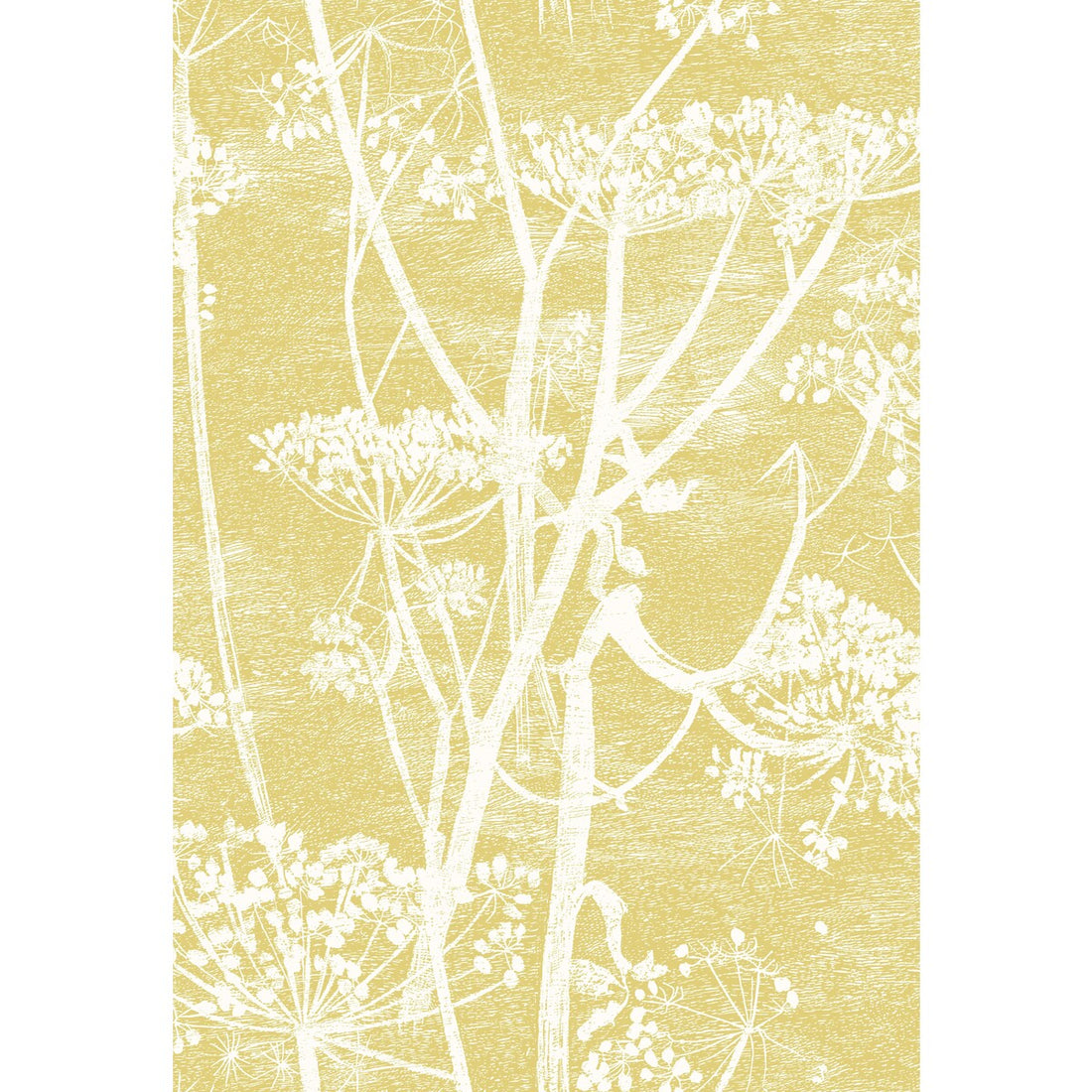 Cow Parsley fabric in wht &amp; chartre color - pattern F111/5020.CS.0 - by Cole &amp; Son in the Cole &amp; Son Contemporary Fabrics collection