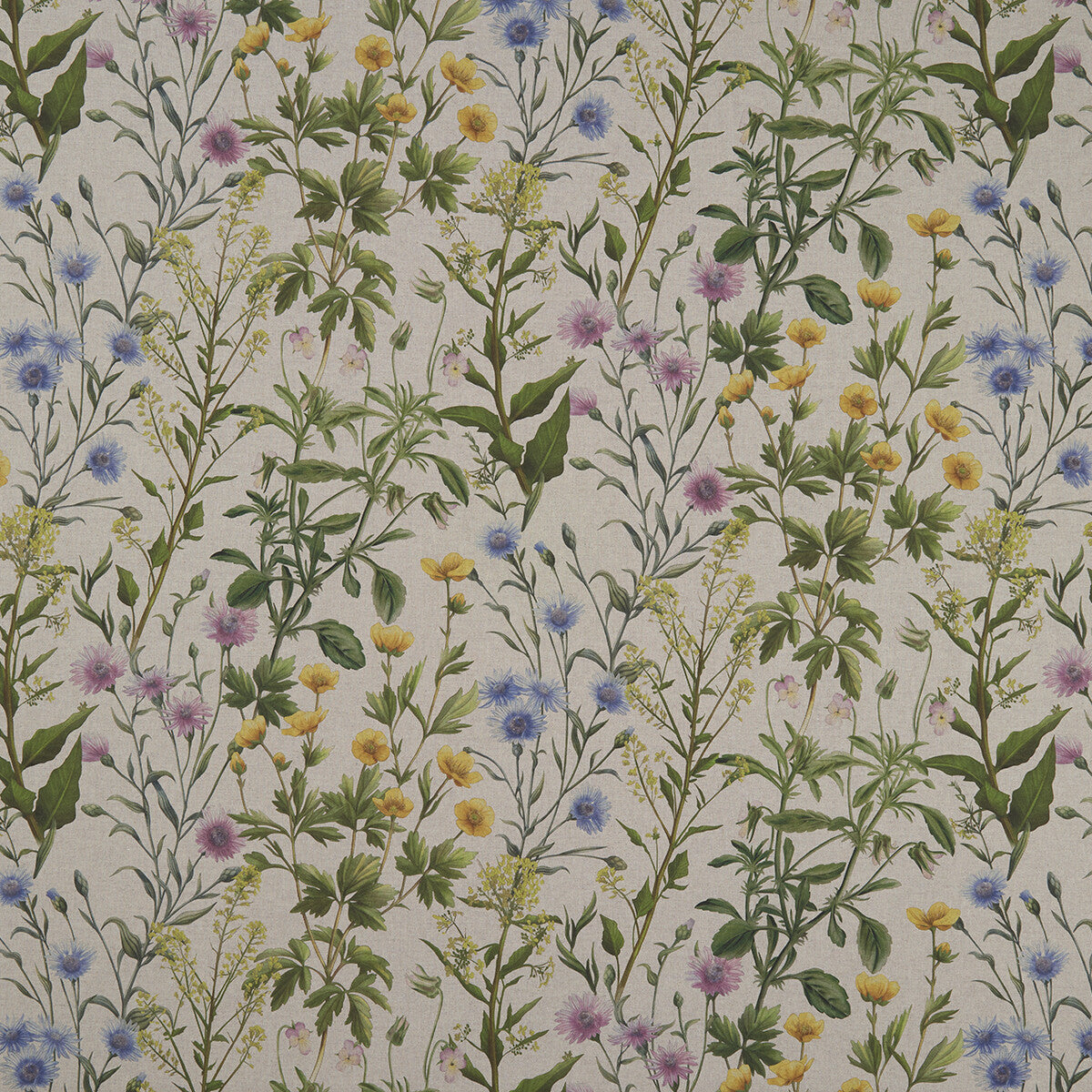 Buttercup fabric in linen color - pattern F1146/01.CAC.0 - by Clarke And Clarke in the Clarke & Clarke Country Garden collection