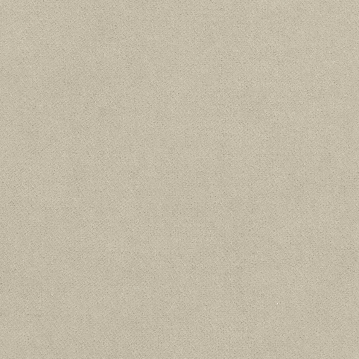 Club Velvet fabric in oyster color - pattern number W7222 - by Thibaut in the Club Velvet collection