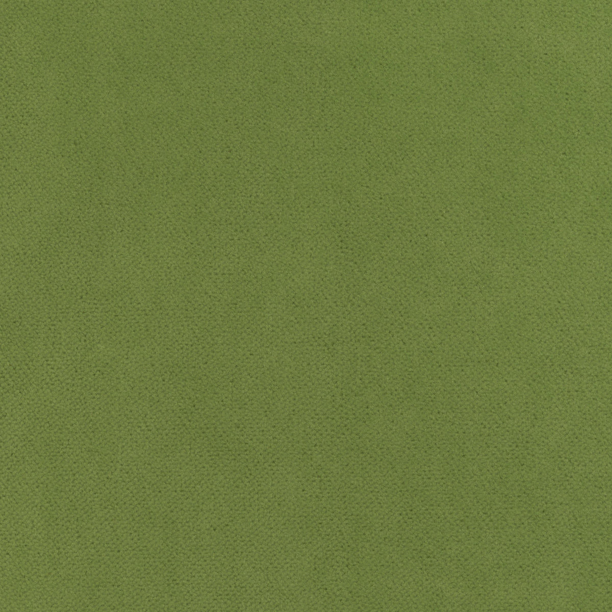 Club Velvet fabric in leaf color - pattern number W7256 - by Thibaut in the Club Velvet collection