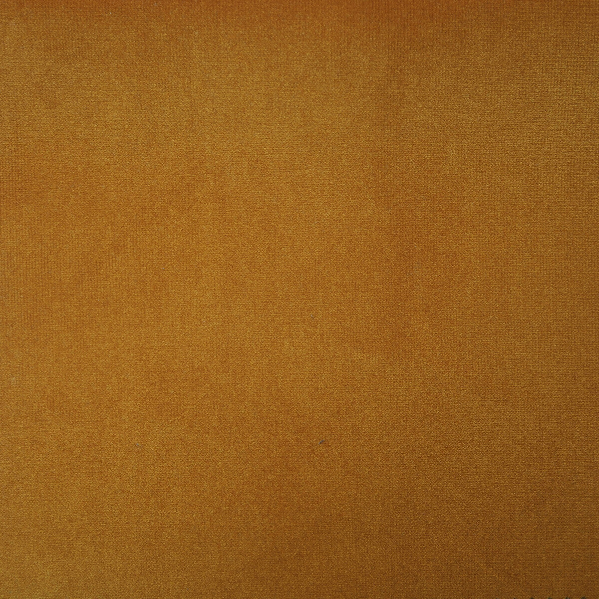 Villandry fabric in mustard color - pattern AM100325.4.0 - by Kravet Couture in the Andrew Martin Villandry Velvet collection