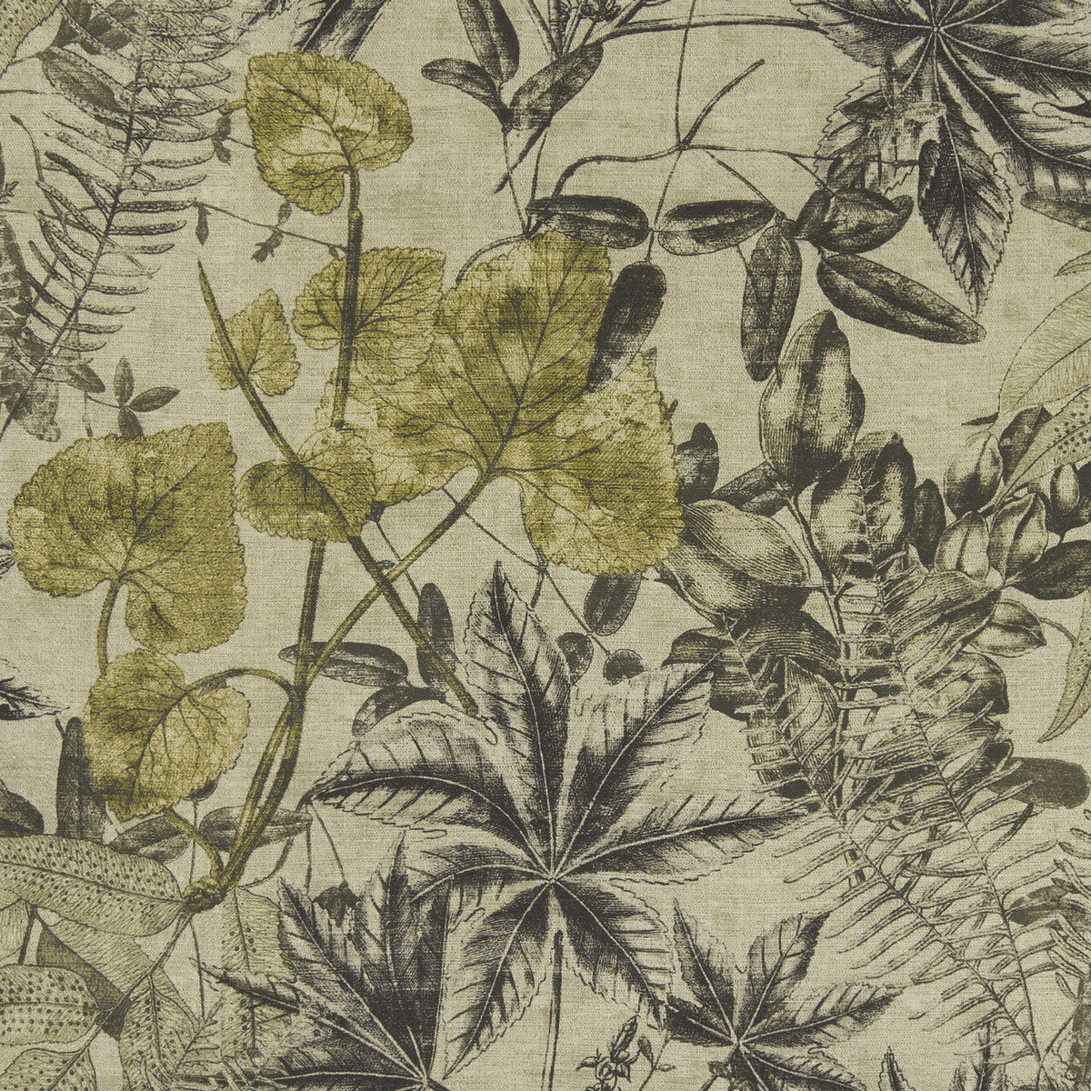 Madagascar fabric in charcoal/charteuse color - pattern F1301/01.CAC.0 - by Clarke And Clarke in the Clarke &amp; Clarke Exotica collection