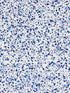 Spatter Cotton Print fabric in navy on white color - pattern number HN 000NF0153 - by Scalamandre in the Stark Scalamandre Fabric LLC collection