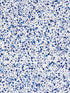 Spatter Cotton Print fabric in navy on white color - pattern number HN 000NF0153 - by Scalamandre in the Scalamandre Dec 2024 collection