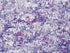 Anantara Reef fabric in lilac color - pattern number PS 00023089 - by Scalamandre in the Old World Weavers collection