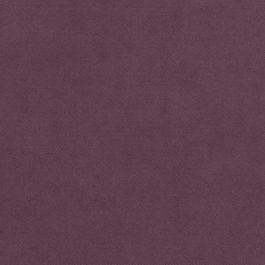 Club Velvet fabric in mulberry color - pattern number W7213 - by Thibaut in the Club Velvet collection