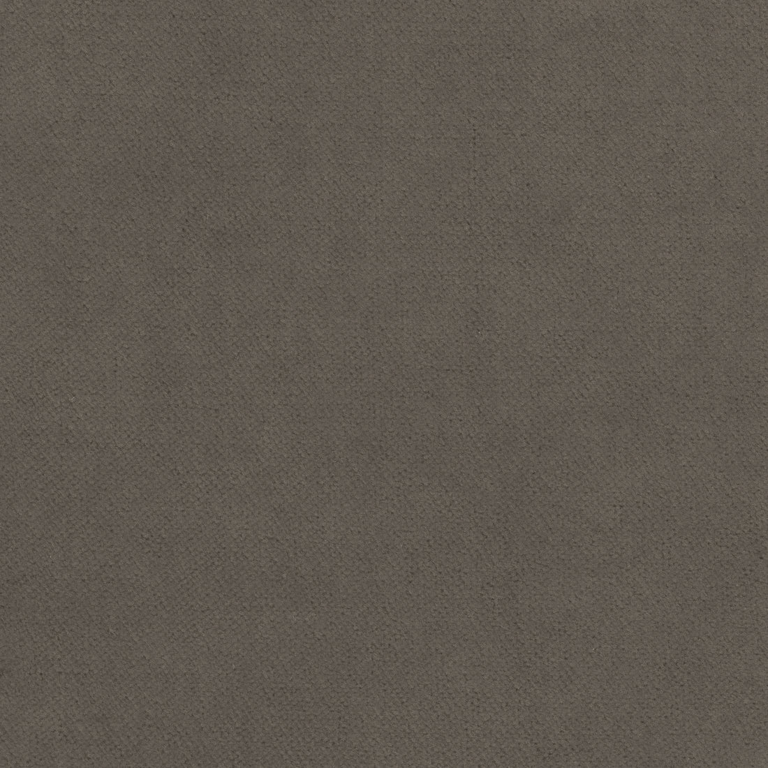 Club Velvet fabric in flannel color - pattern number W7220 - by Thibaut in the Club Velvet collection