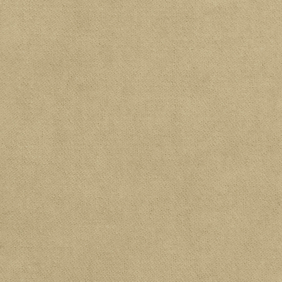 Club Velvet fabric in fawn color - pattern number W7223 - by Thibaut in the Club Velvet collection