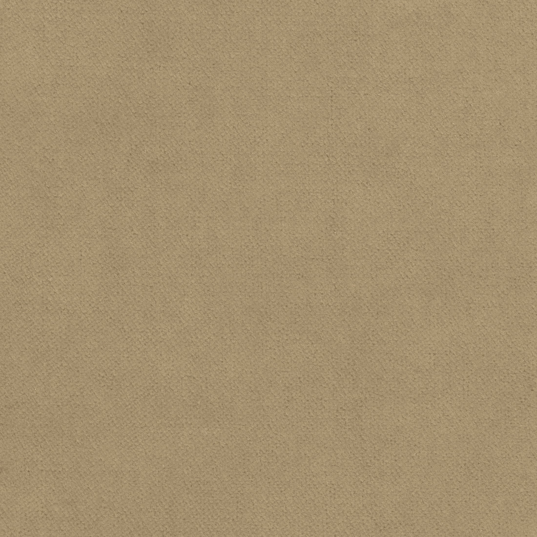 Club Velvet fabric in flax color - pattern number W7224 - by Thibaut in the Club Velvet collection