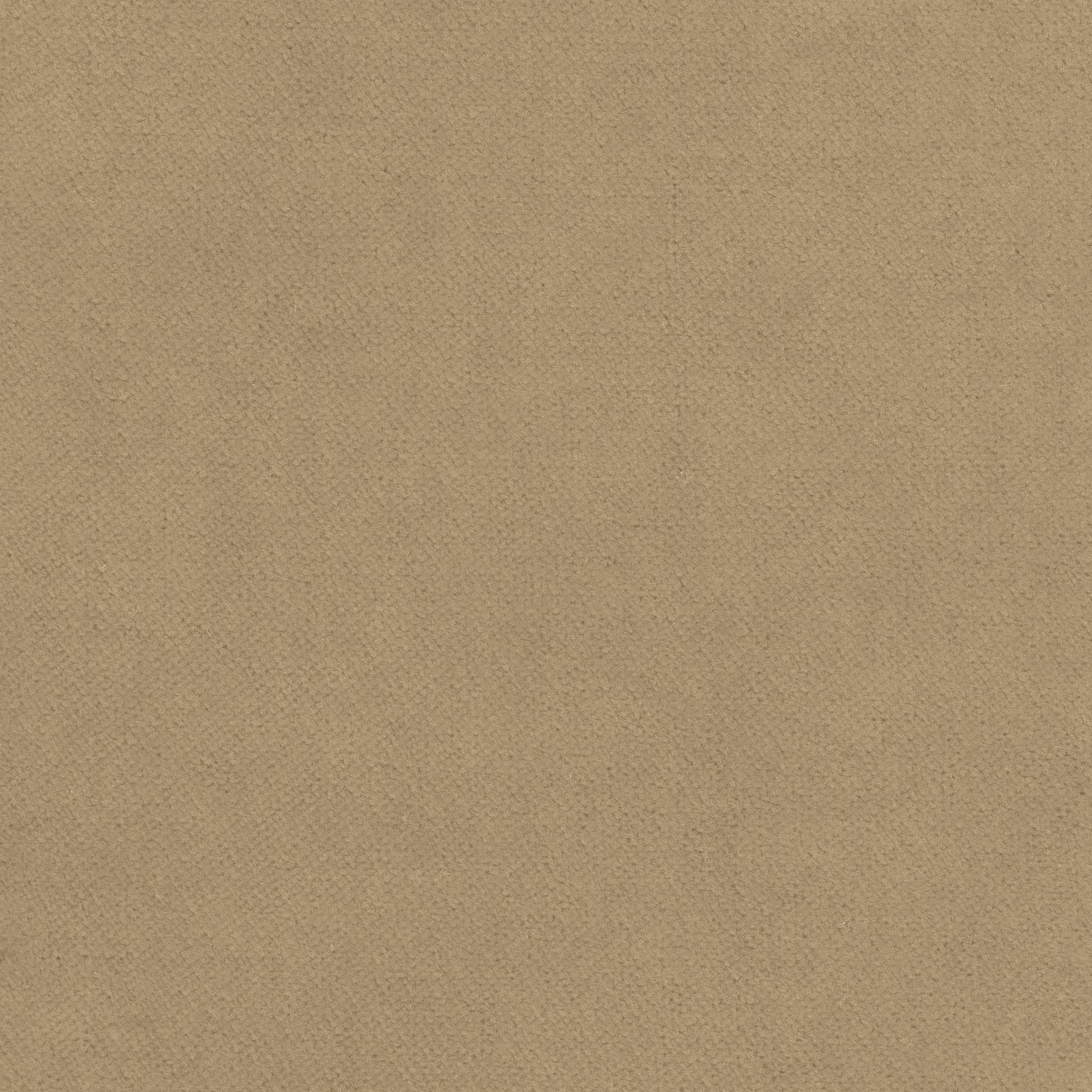 Club Velvet fabric in flax color - pattern number W7224 - by Thibaut in the Club Velvet collection